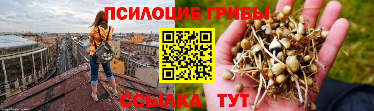 Кирово-Чепецк  Галлюциногенные грибы Cubensis  Галлюциногенные грибы Psilocybine cubensis  Вход с VPN 